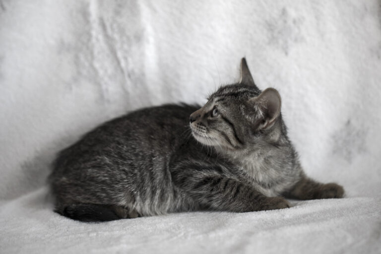 multimedia-foto39483-590-3