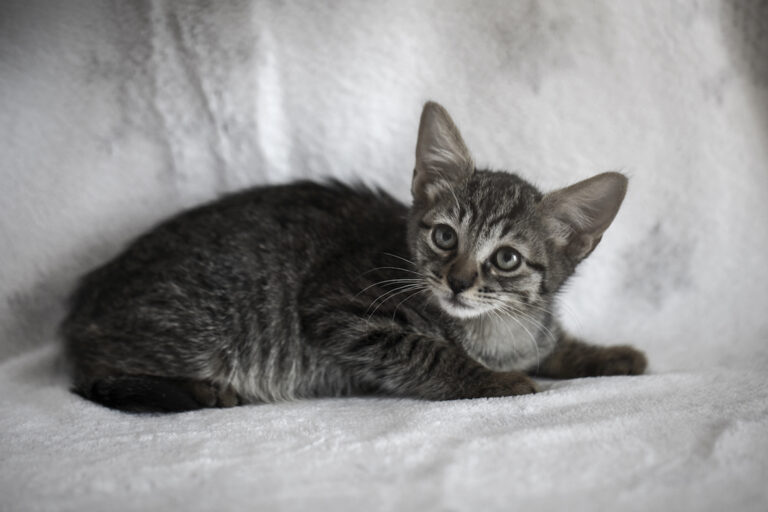 multimedia-foto39484-16-3