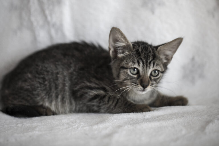 multimedia-foto39485-211-3