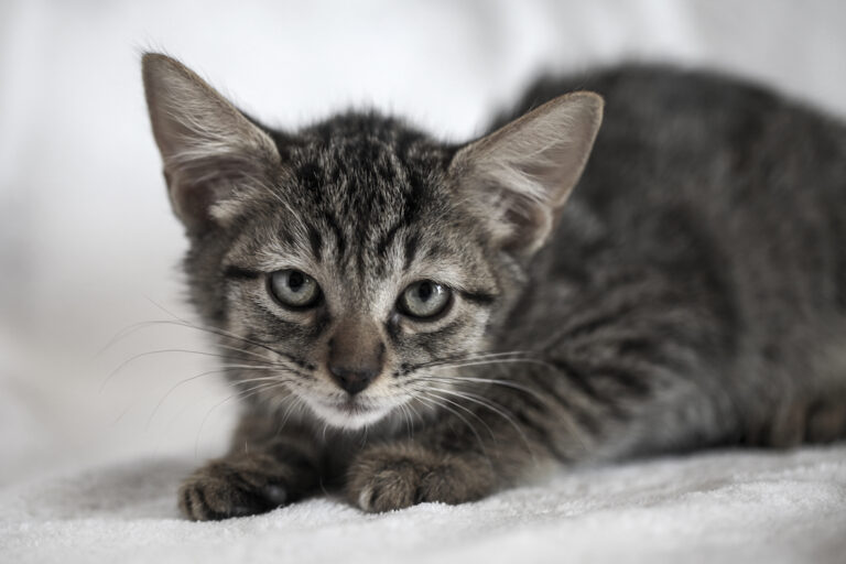 multimedia-foto39486-388-3