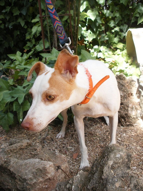 multimedia-foto39494-600-3