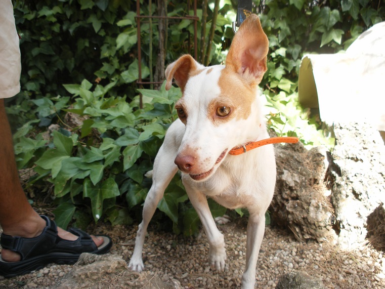 multimedia-foto39496-26-3