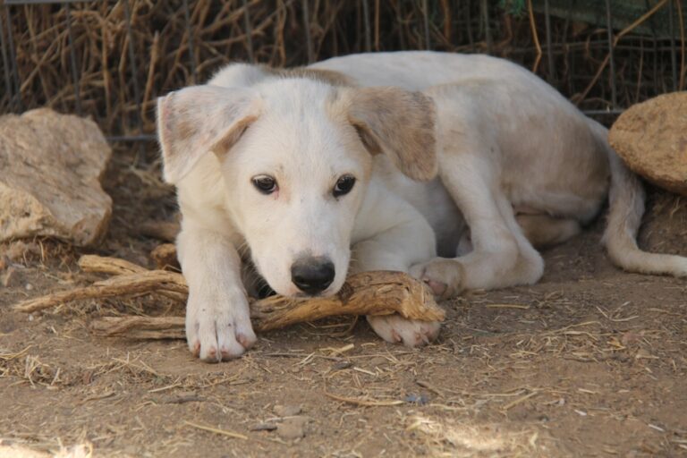 multimedia-foto39558-654-3