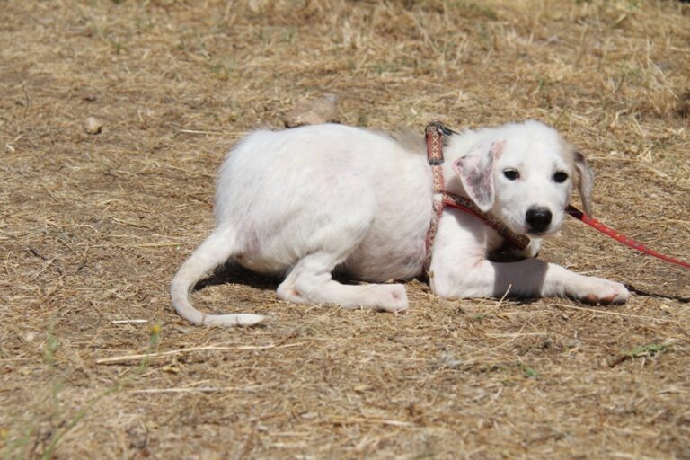 multimedia-foto39561-264-3