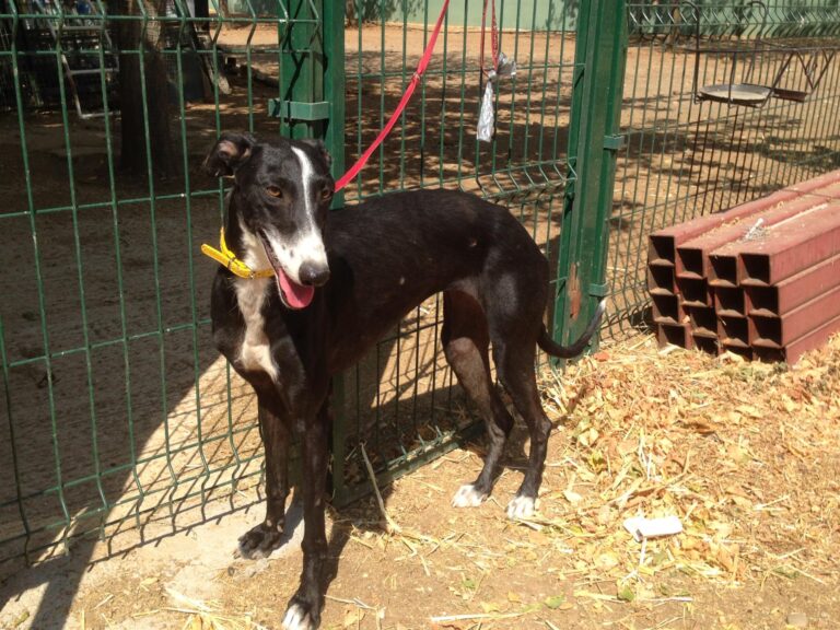 multimedia-foto39570-662-3