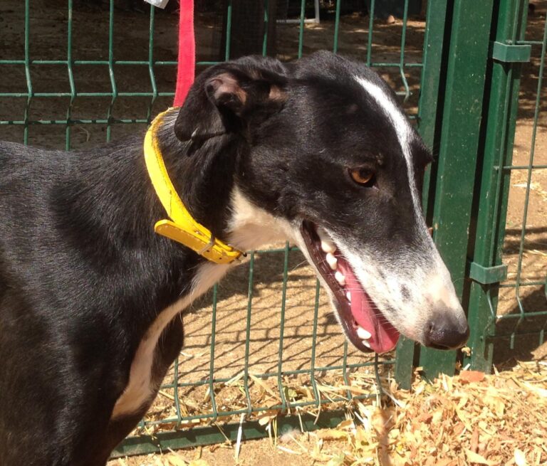 multimedia-foto39571-876-3