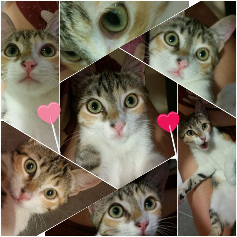 multimedia-foto39576-445-3