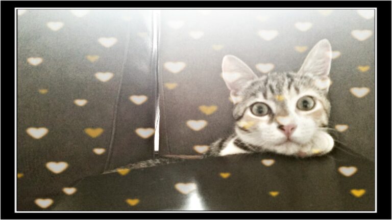 multimedia-foto39577-669-3