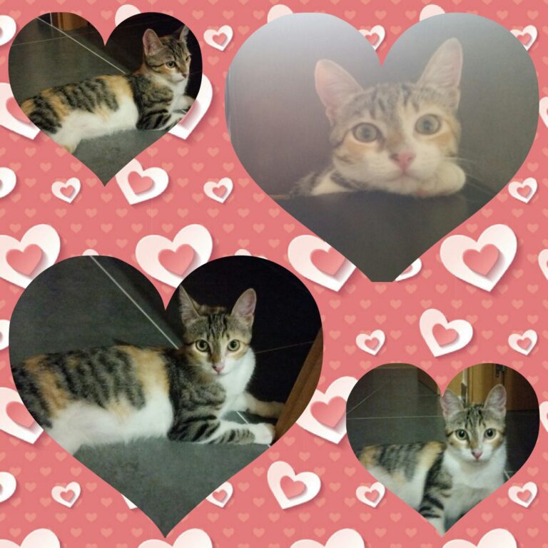 multimedia-foto39578-883-3