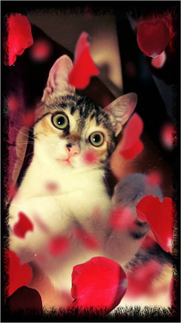 multimedia-foto39579-85-3