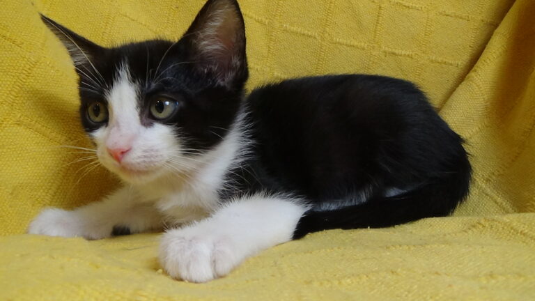 multimedia-foto39643-503-3