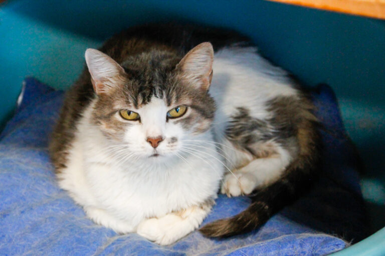 multimedia-foto39692-765-3