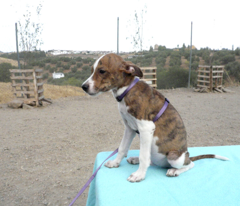 multimedia-foto39704-364-3