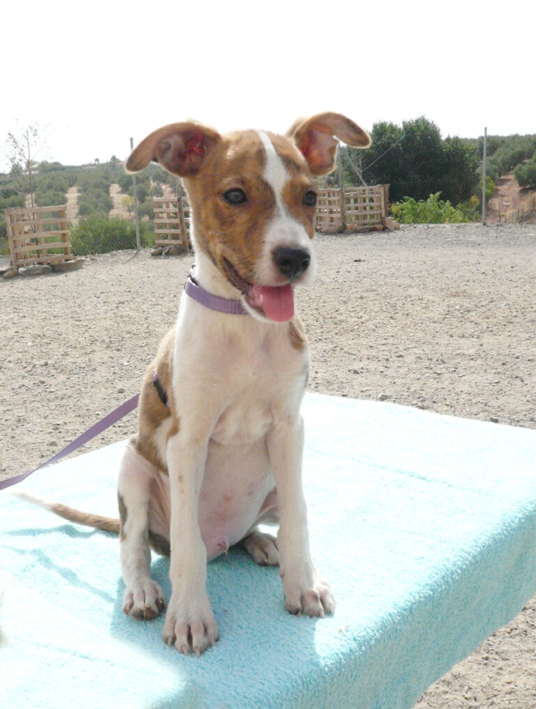 multimedia-foto39705-524-3