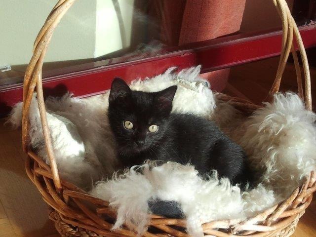 multimedia-foto39706-335-3