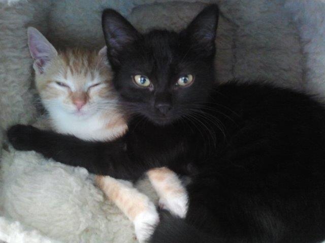 multimedia-foto39708-783-3