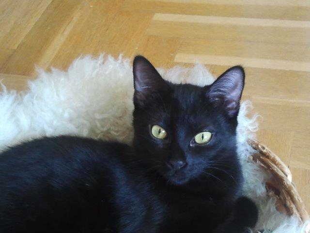 multimedia-foto39709-990-3