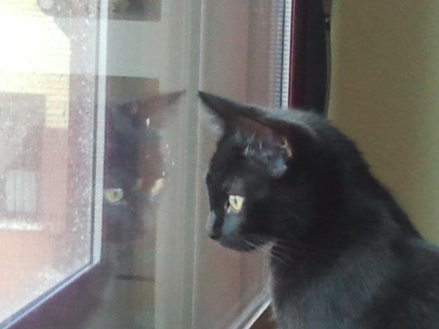 multimedia-foto39711-368-3