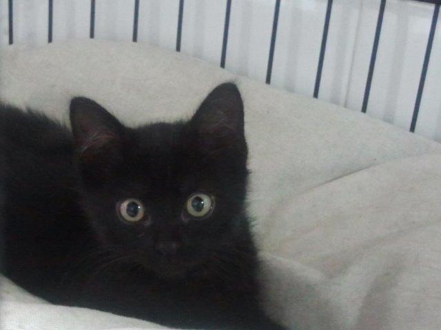 multimedia-foto39712-529-3