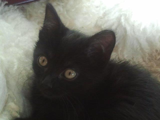 multimedia-foto39714-786-3