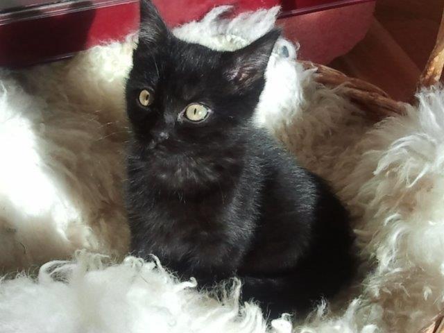 multimedia-foto39715-877-3