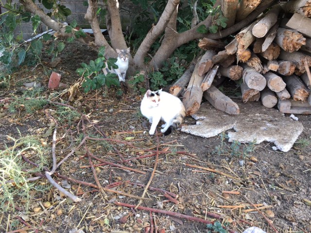 multimedia-foto39756-824-3