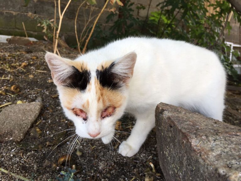 multimedia-foto39758-224-3