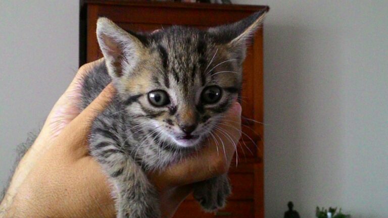 multimedia-foto39770-834-3