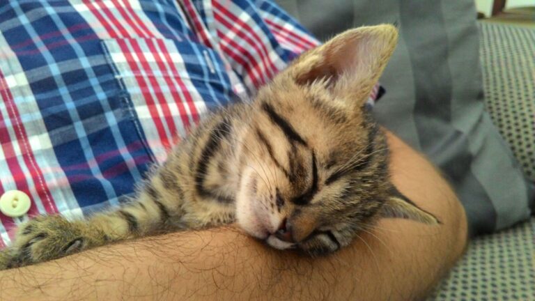 multimedia-foto39771-39-3