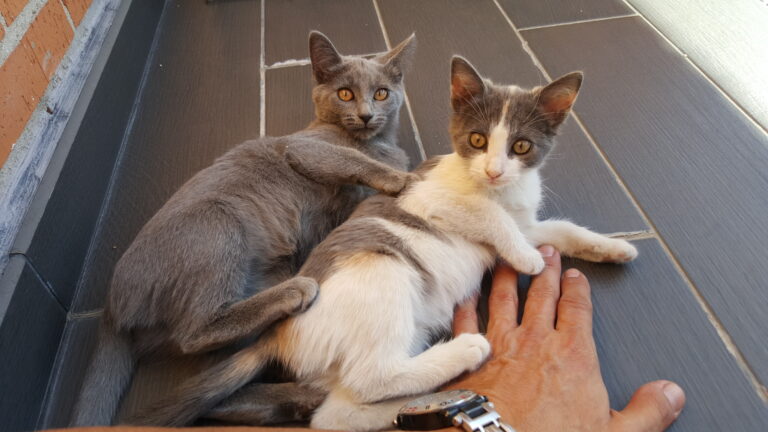 multimedia-foto39793-416-3