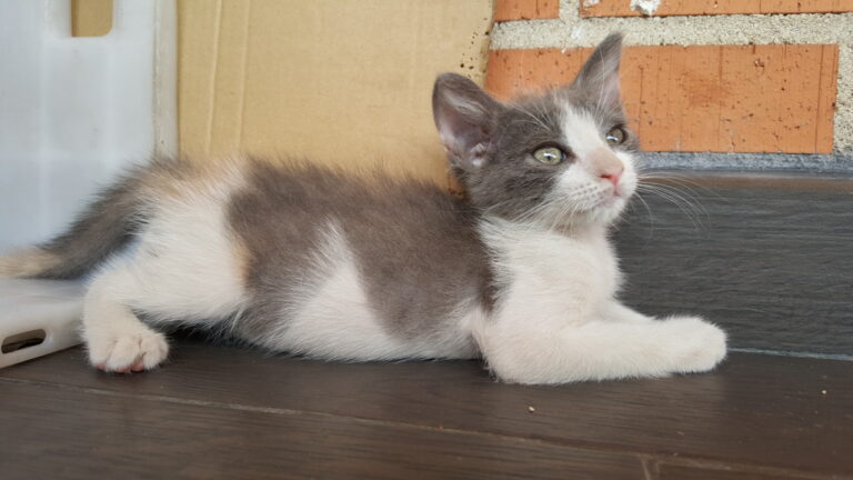 multimedia-foto39795-854-3