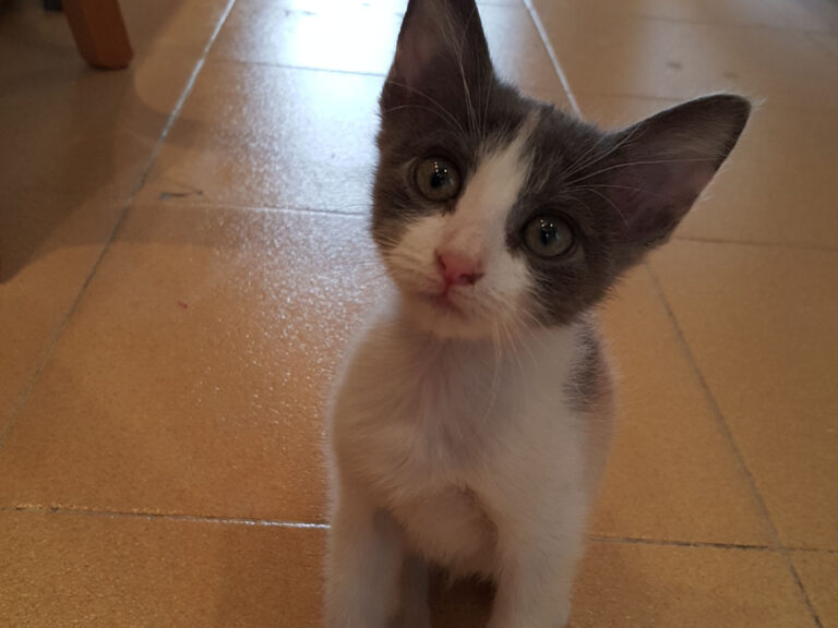 multimedia-foto39796-57-3