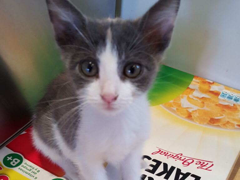 multimedia-foto39797-252-3