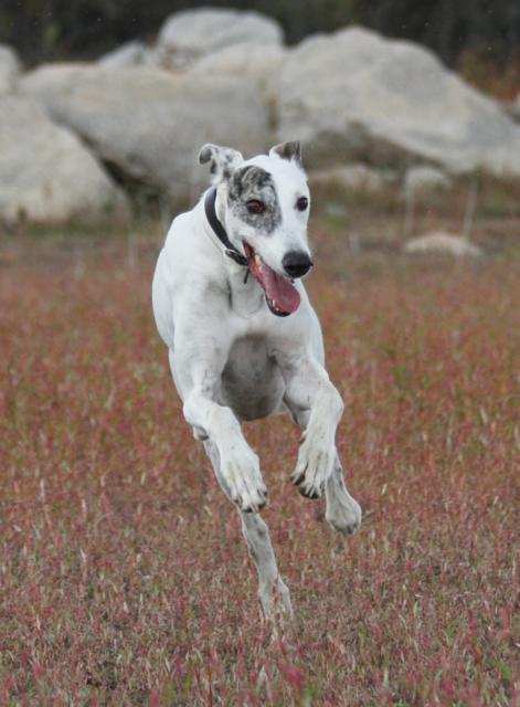 multimedia-foto39994-774-3