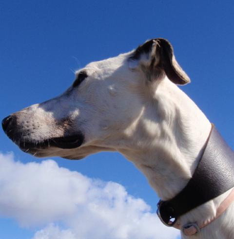 multimedia-foto40015-145-3