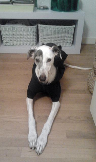 multimedia-foto40018-166-3