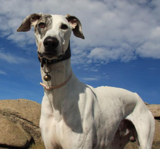 multimedia-foto40029-388-3