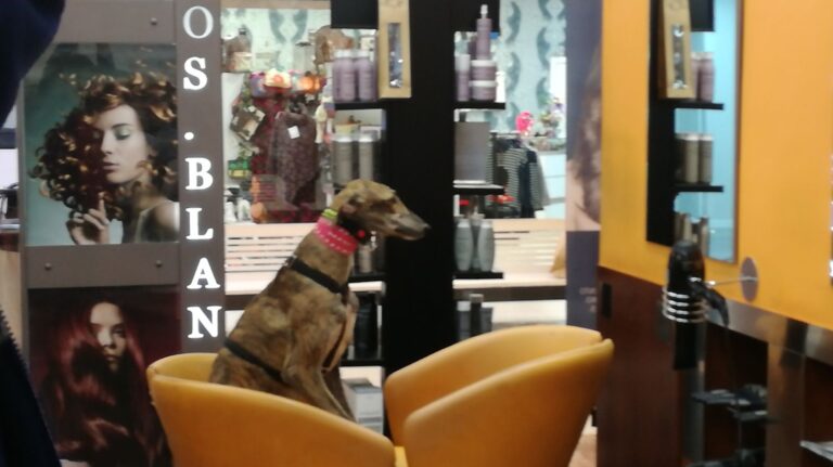 multimedia-foto40216-739-3