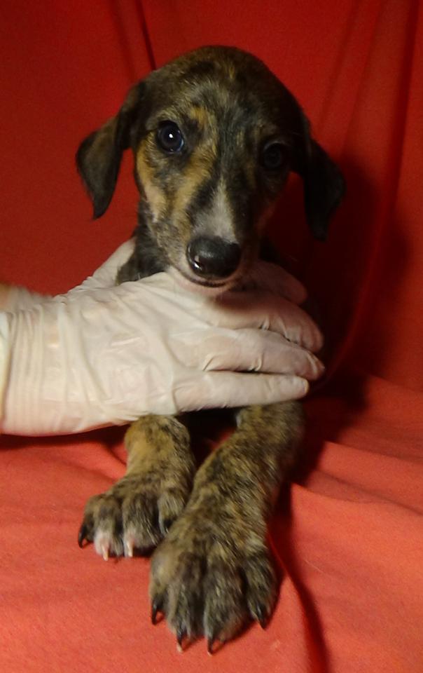 multimedia-foto40241-990-3