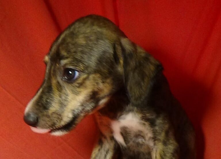 multimedia-foto40242-990-3