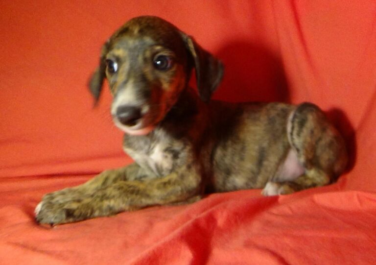 multimedia-foto40243-991-3