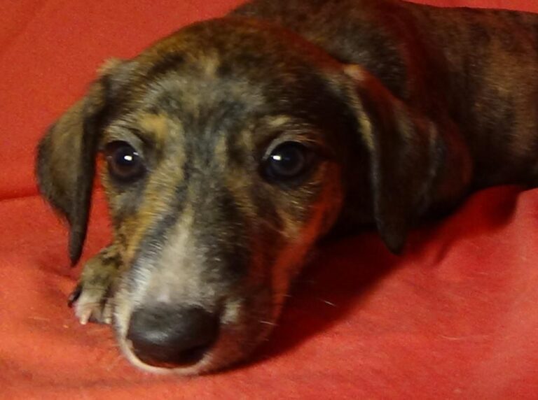 multimedia-foto40244-92-3