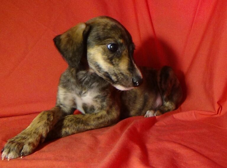 multimedia-foto40245-92-3