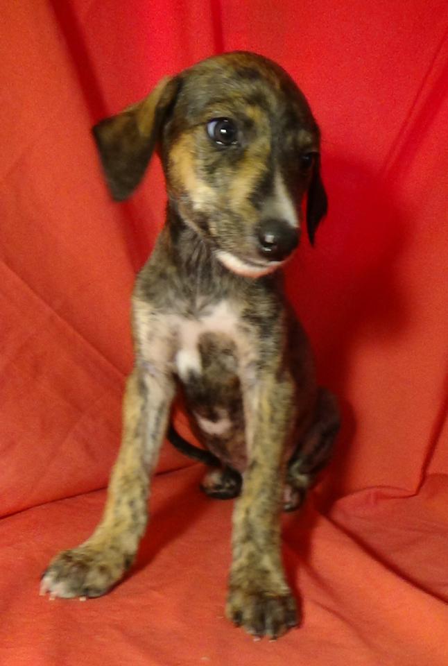 multimedia-foto40247-92-3