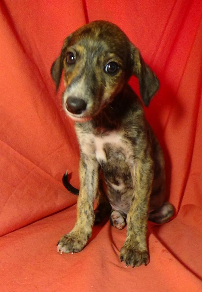 multimedia-foto40248-93-3