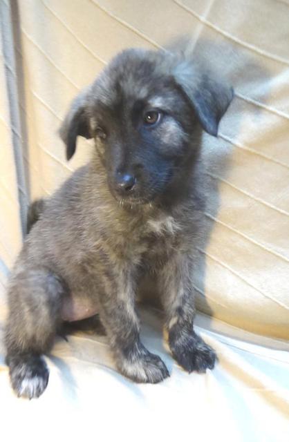 multimedia-foto40343-628-3