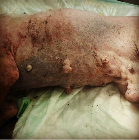 multimedia-foto40421-607-3