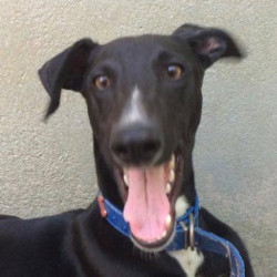 multimedia-foto40435-255-3