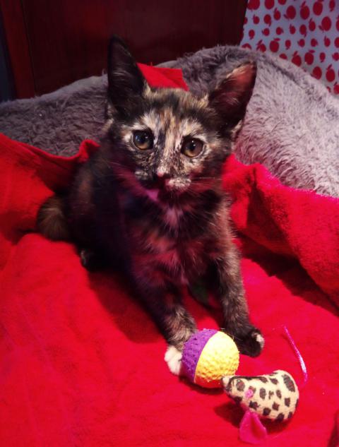 multimedia-foto40525-578-3