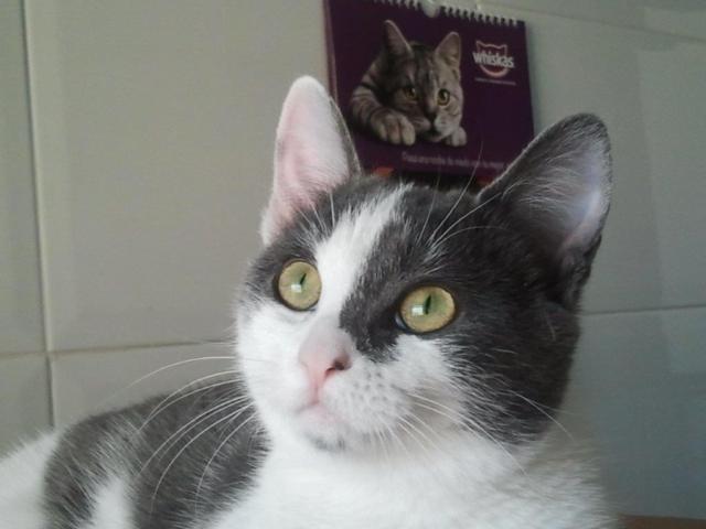 multimedia-foto40545-234-3